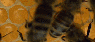 1617159924541253.gif